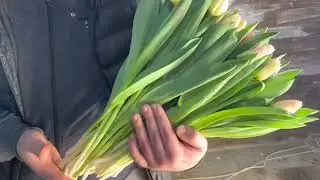 Сорт тюльпана lingeria