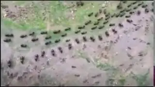 Soldier ants and soldier termites in a stand off while their respective trails pass 🐜 ⠀
