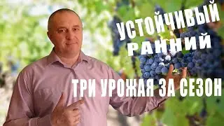 Pinot stable (Michurinsky).