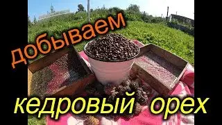 Добываем кедровый орех.Дедовский способ.Заготовка ореха