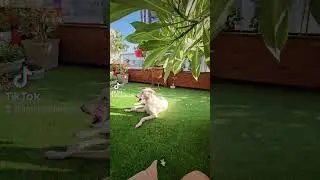 Под надёжной охраной
