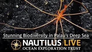 Stunning Biodiversity in Palau’s Deep Sea | Nautilus Live