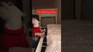 Happy Valentine’s Day❣️ #valentinesday #happyvalentinesday #love #jazz #dogs #cute #newshort