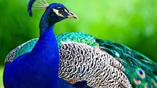Peacocks - "Doshmy Laraion" from album "Secrets" - Roger Subirana Mata