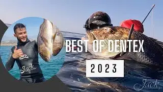 DENTEX Highlights 2023