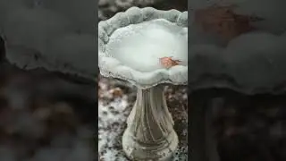 Don’t Make These 5 #Bird Bath Mistakes #shorts #wildlife