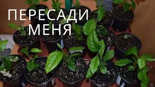 Пересаживаем лимон из косточки. Юные садоводы