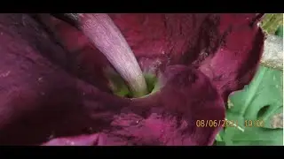 Dracunculus vulgaris  dragon lily, dragon arum,  the voodoo lily, the snake lily, the stink lily, th