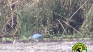GARZA AZUL