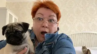 ВЛОГ У МОПСА ТЕДДИ ОПЯТЬ ГЛИСТЫ! ЗАРЕГИСТРИРОВАЛА ДЕДА В БАНКЕ ПАМЯТИ! МАМА ОТЛИЧНИКА ВЛОГИ!