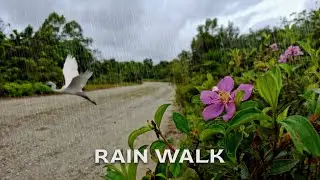 Rain Walk - Forest Road | Peaceful Rain Walk