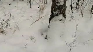Предновогодняя прогулка с ружьем по лесу !Разговор с вороном!
