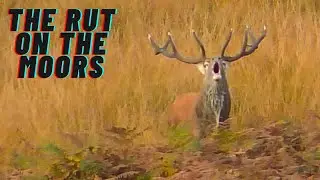 Rutting season Red Deer On The Moors