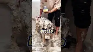 Le pire bain de sa vie ! 🐶 Bain chaotique pour le chien Pipi
