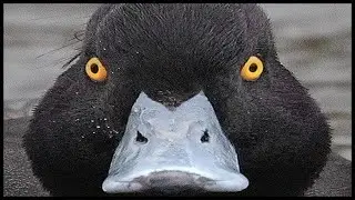 SCARED OF THE THUMBNAIL!? YOU MAY HAVE ANATIDAEPHOBIA! | Joe Scaglione
