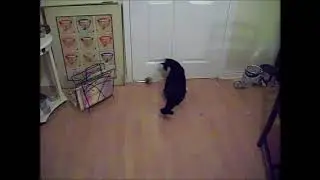 My Three legged Cat and the very fast magic mouse