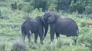 ELEPHANT LOVERS (CUTE ELEPHANT MOMENTS)