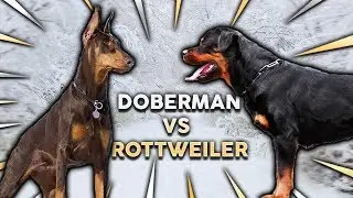 DOBERMAN vs ROTTWEILER! What's The Best Family Guard Dog?