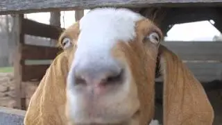 The Goat - Greetin' on the streets (I'm F***ed)