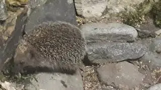 Ёж воришка. На даче.