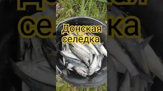 Донская #селёдка! Май 2024. #shorts #рыбалка #дон #волгодонск