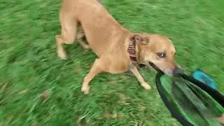 Zoe