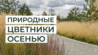 Природные цветники осенью
