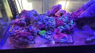 160 litros, corales blandos, no cambios de agua, solo dos partes reef pro.