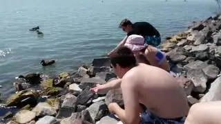 Nereus Móló 2017.07.18