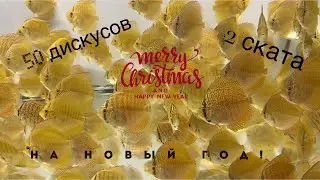 50 дискусов и два ската готовим к отправке. ADC News 25 12 2023.