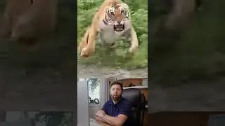 Tigers in India Don’t Mess Around
