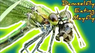 Damselfly Eating Mayfly, Close-Up Macro