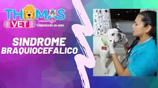Mi perro RONCA al respirar 😨 l Síndrome braquiocefálico