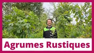 Hardy citrus fruits, fruit hedge, forest garden and nursery | Natures-Libres