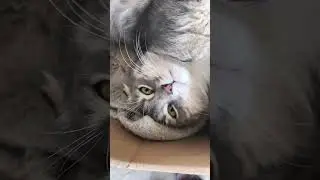 Люблю Котов а Вы?
