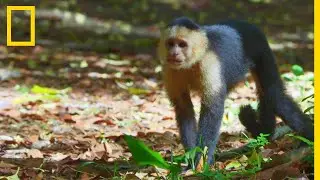 The white-faced capuchin monkey, the most intelligent primate in Costa Rica