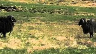Ram Fight (Norway)