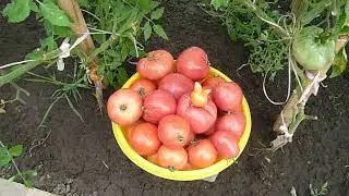 Помидорка-кролик