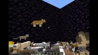 50 Cats vs 1 Creeper