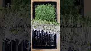 Quick & Clean Microgreens on Reusable Medium! ✨🌱