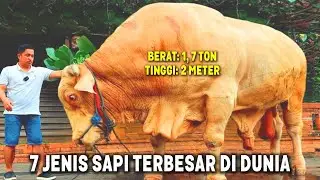 Beratnya Hampir 2 Ton😱 7 Jenis Sapi Kurban Terbesar 2023 | Sapi Qurban Idul Adha 2023