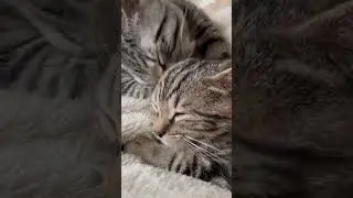 Moe being a good big brother to little Leaf