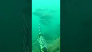 Подводные кони