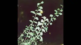[FREE] ACOUSTIC GUITAR x FRANK OCEAN Type Beat - 