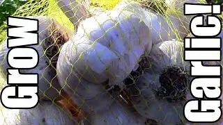 Growing Organic Garlic on the Cheap! (Frugal Gardening)