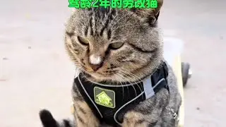 狸花猫丧彪，每天到处闯祸，目前已是驾龄2年的劳改猫！ 