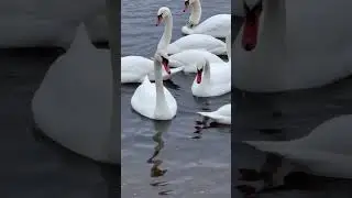 Лебеді