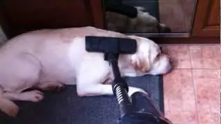 А моей собаке все пофиг :D