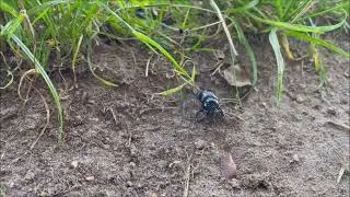 Rolling Bug 😎😁 | Pure Nature