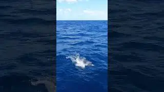 Hungry Offshore Fish Crushes Topwater Popper! 